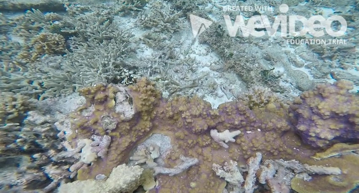2019 Coral Bleaching